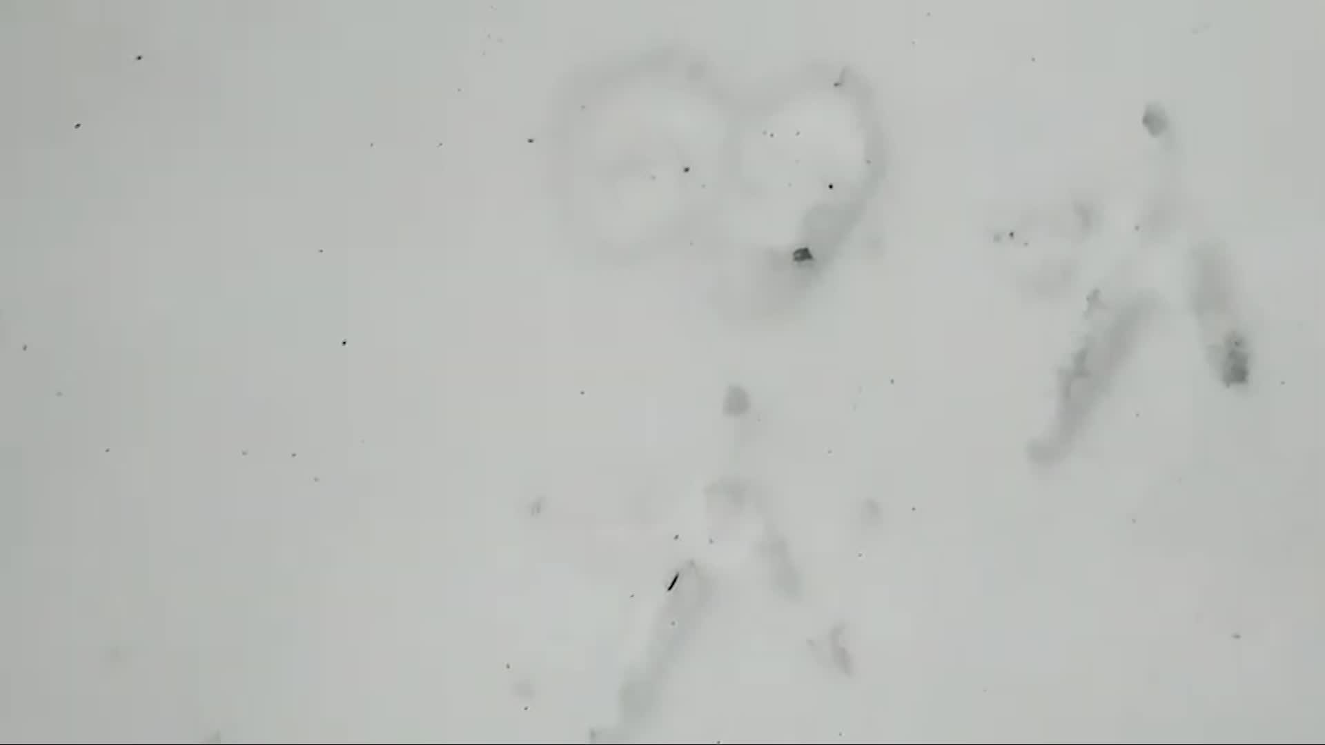 Upper Valley Land Trust- Fisher Cats