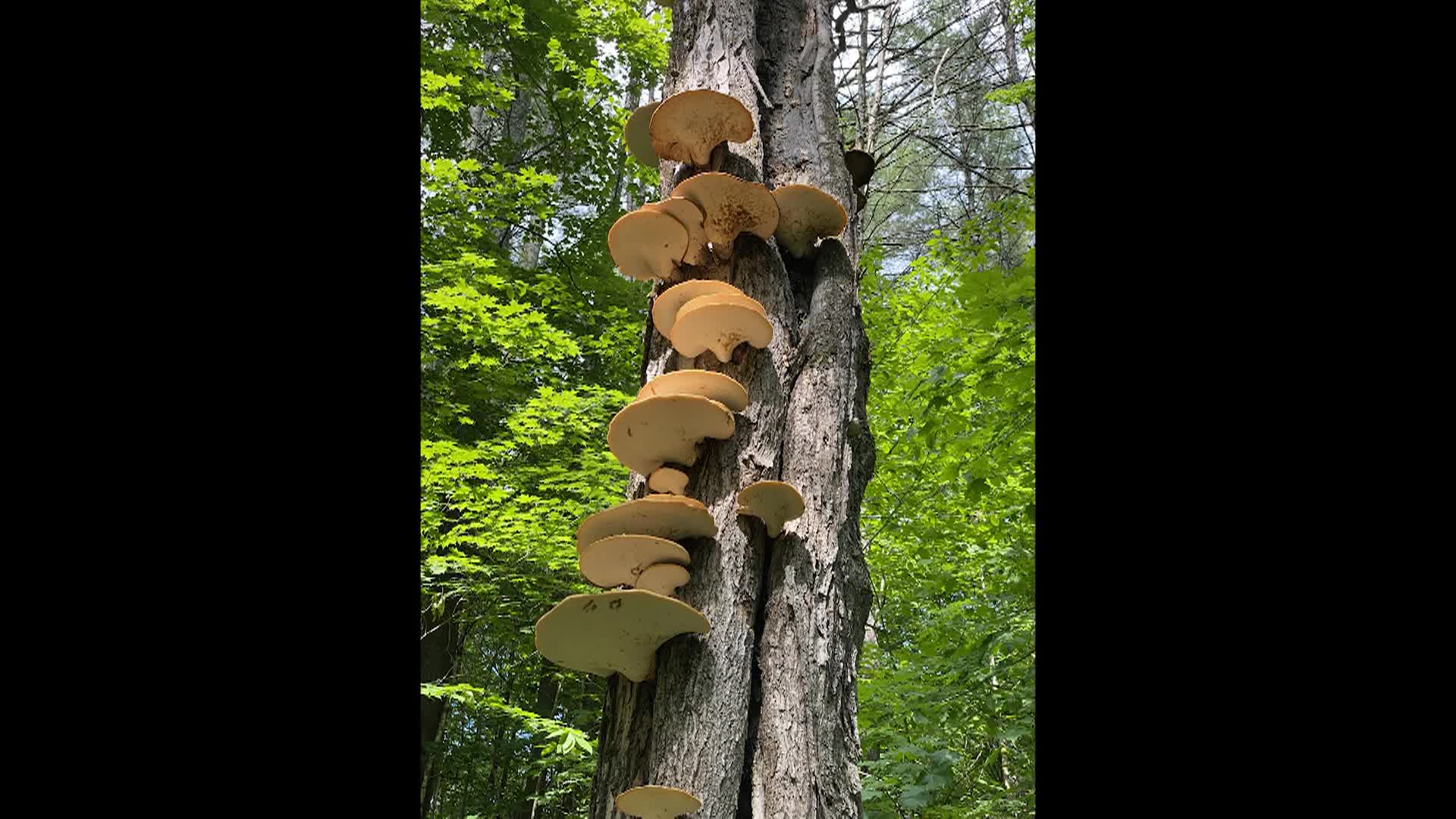 Vermont is What America Was