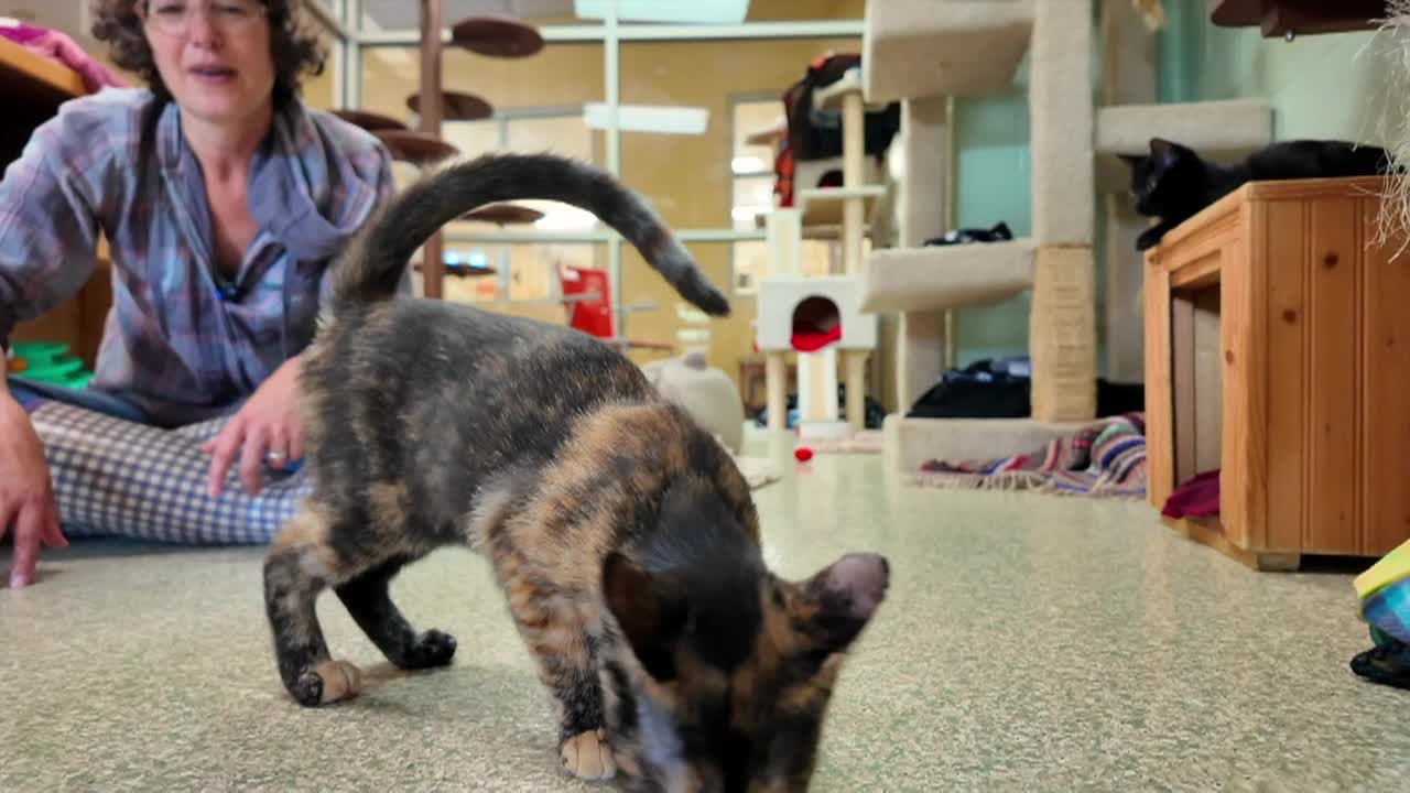Lucy Mackenzie Humane Society- Autumn Adoptables