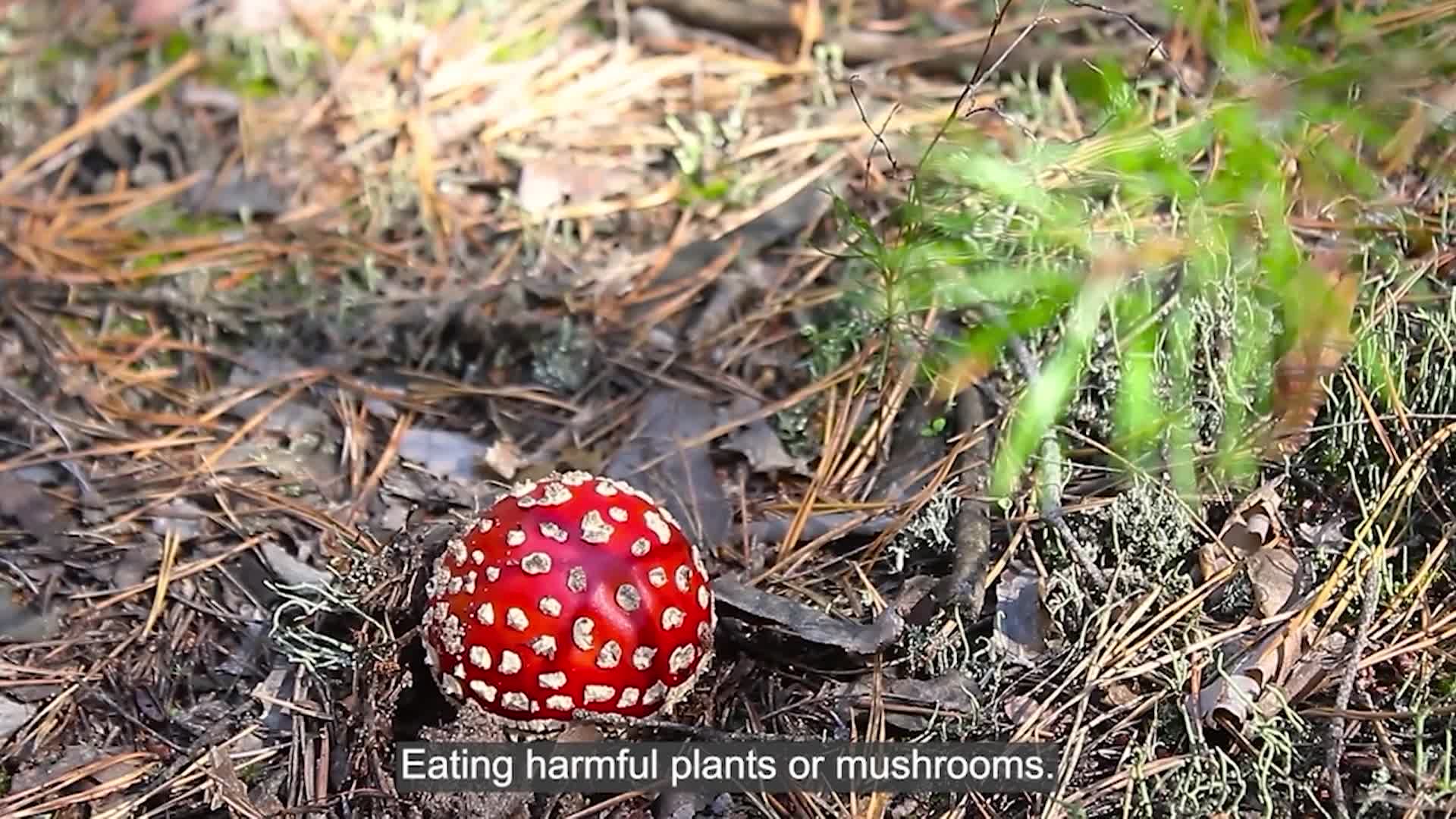 March is National Poison Prevention Month