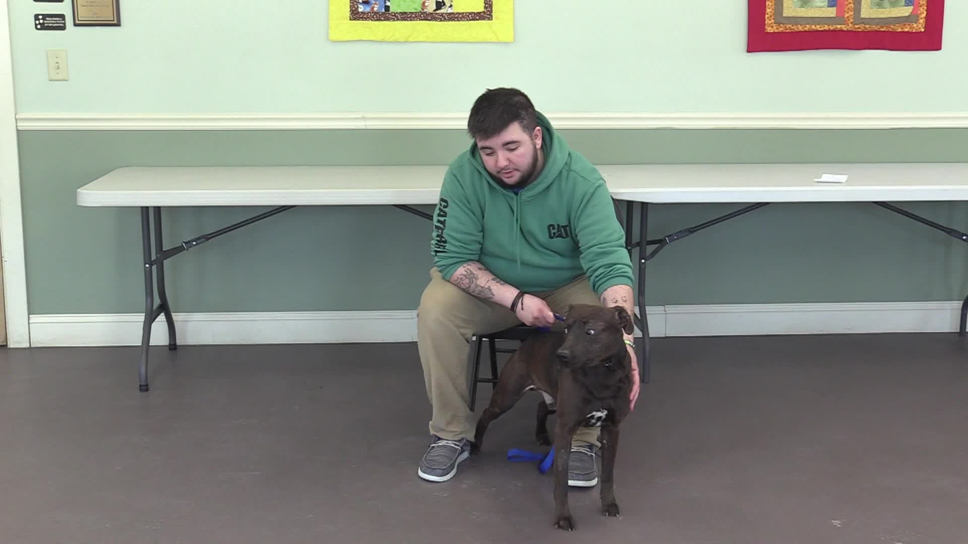 Springfield Humane Society Adoptables