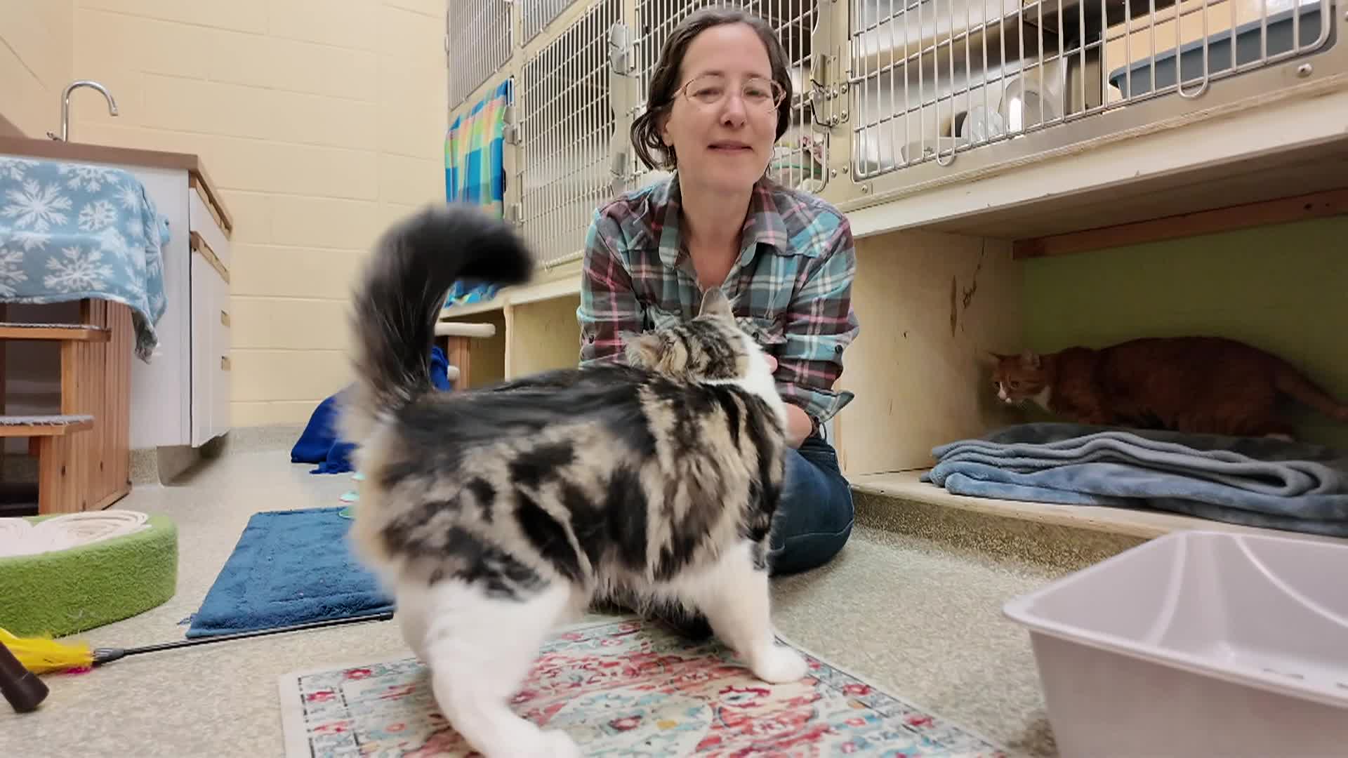 Lucy Mackenzie Humane Society- April Adoptables