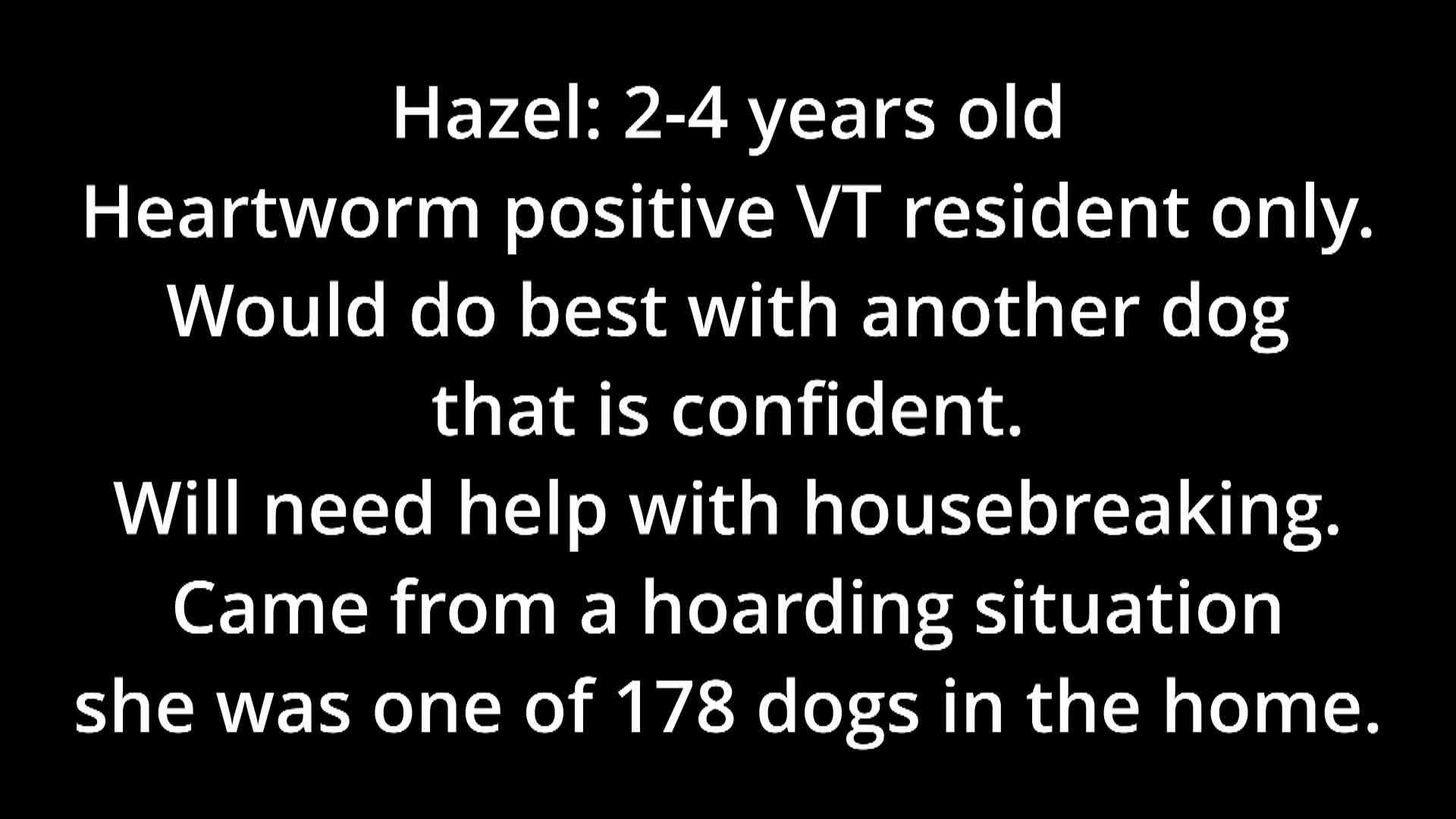 Springfield Humane Society Adoptables