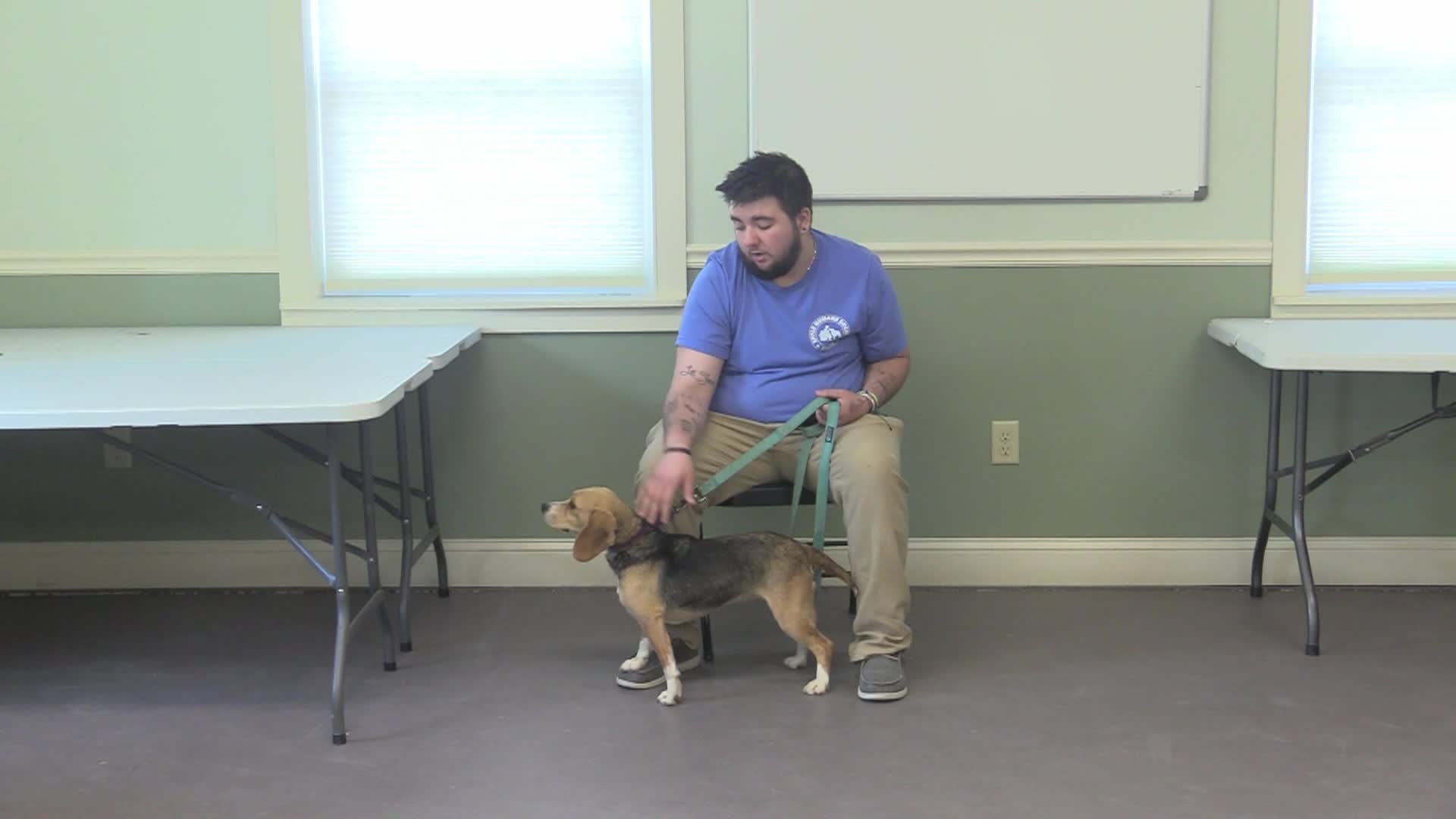 Springfield Humane Society Adoptables